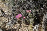 Echinocereus fendleri image