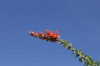 Fouquieria splendens image