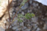 Daucus pusillus image