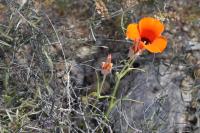 Calochortus kennedyi image