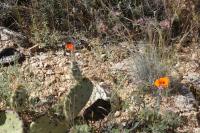 Calochortus kennedyi image