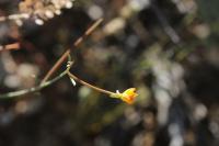 Eremothera chamaenerioides image