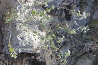 Abutilon abutiloides image