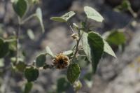 Abutilon abutiloides image