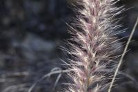Pennisetum setaceum image