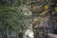 Pennisetum setaceum image