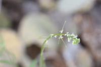 Sisymbrium altissimum image
