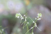 Sisymbrium altissimum image