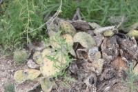 Sisymbrium altissimum image