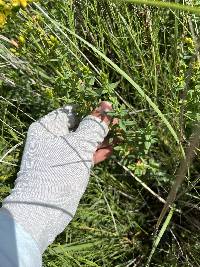 Hypericum scouleri image