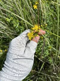 Hypericum scouleri image