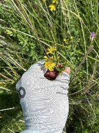 Hypericum scouleri image