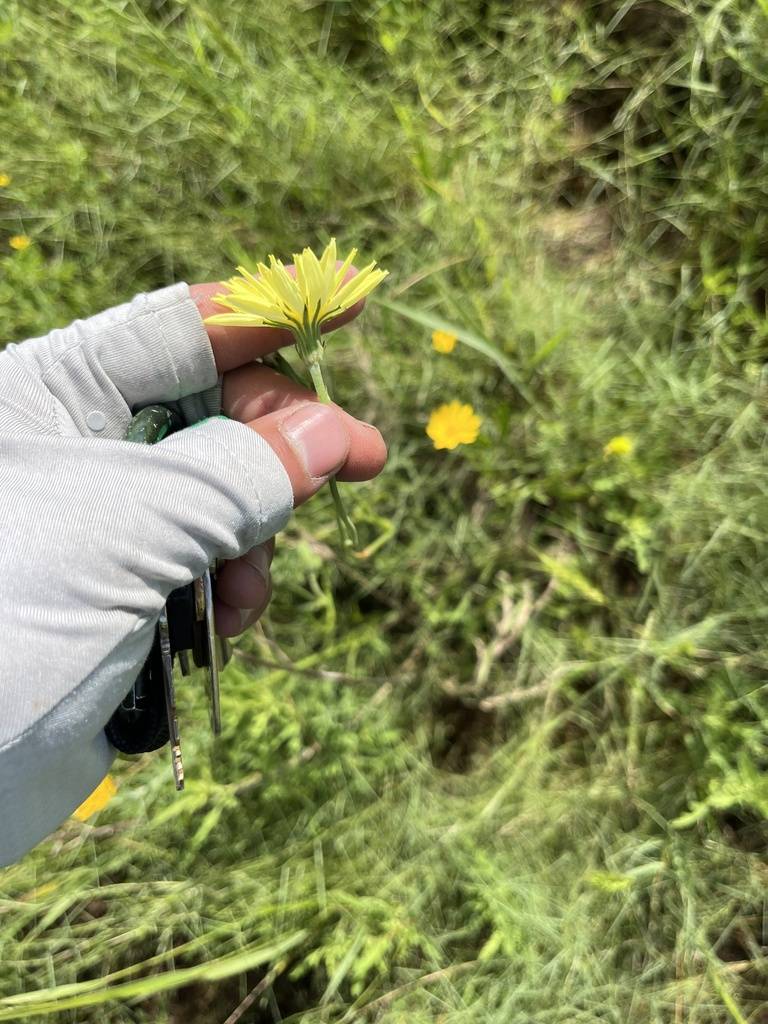 Pyrrhopappus rothrockii image