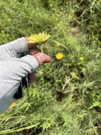 Pyrrhopappus rothrockii image