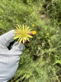 Pyrrhopappus rothrockii image