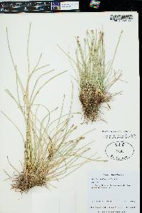 Eleocharis rostellata image