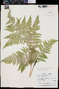 Pteridium aquilinum var. pubescens image