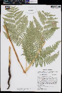 Pteridium aquilinum var. pubescens image