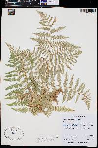 Pteridium aquilinum var. pubescens image