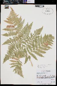 Pteridium aquilinum var. pubescens image