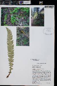 Polystichum lonchitis image