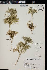 Diphasiastrum tristachyum image