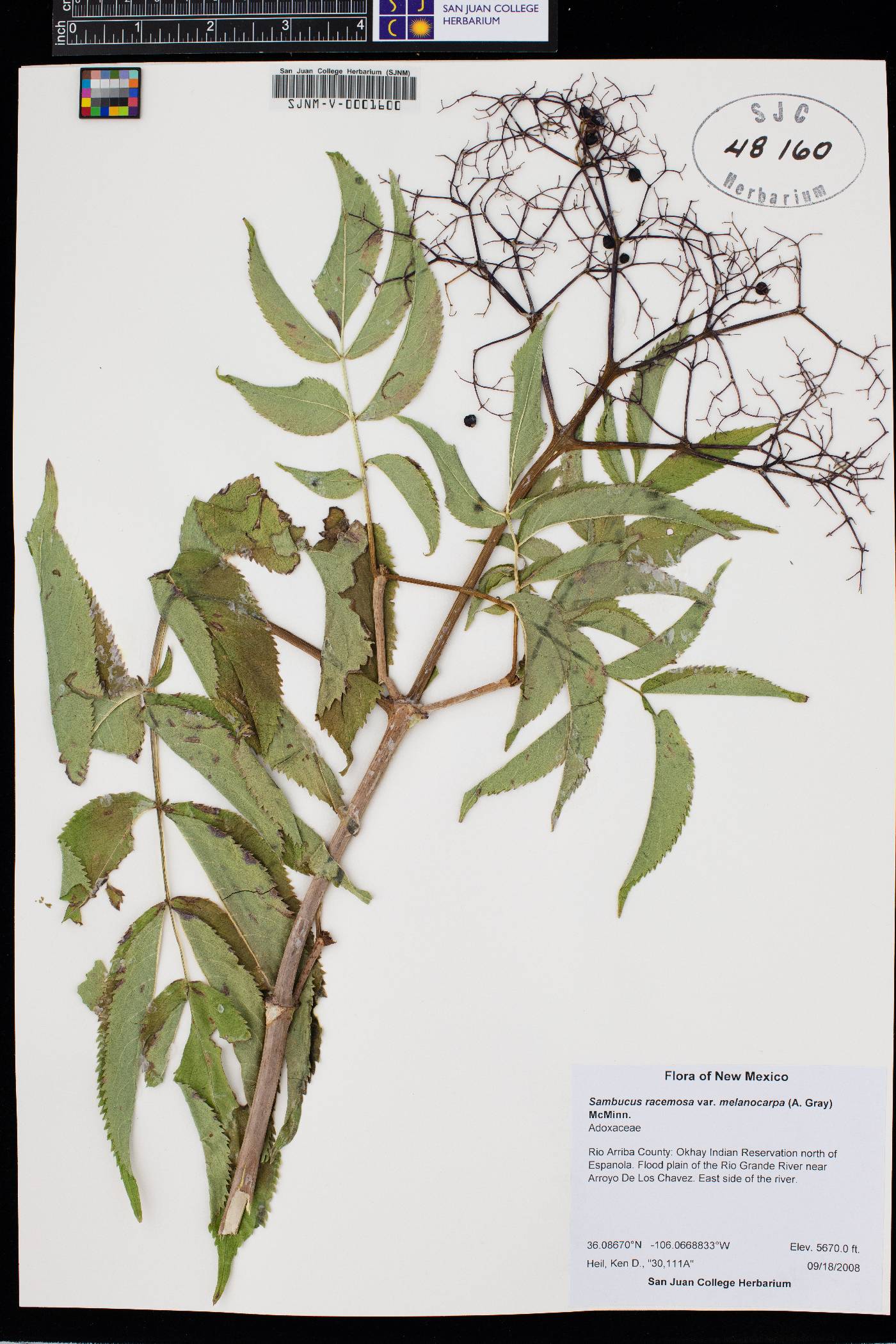 Sambucus racemosa var. melanocarpa image
