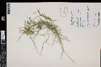 Funastrum heterophyllum image