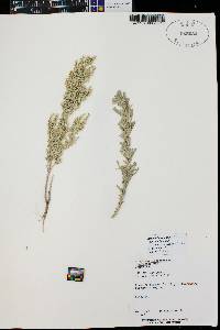 Artemisia tridentata subsp. tridentata image