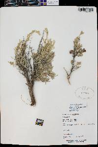 Artemisia tridentata subsp. tridentata image