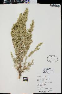 Artemisia tridentata subsp. tridentata image