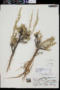 Artemisia tridentata image