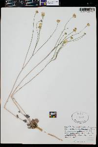 Atrichoseris platyphylla image