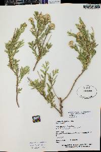 Baccharis salicifolia image