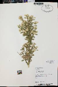 Baccharis salicifolia image