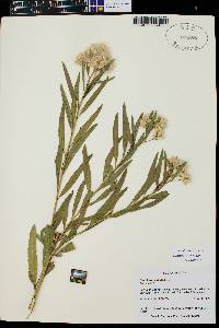 Baccharis salicifolia image