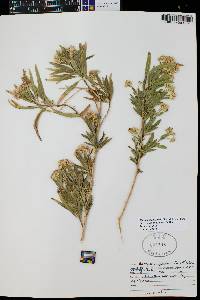 Baccharis salicifolia image