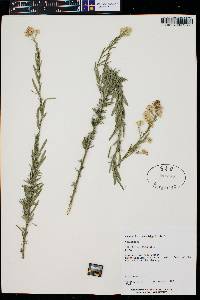 Baccharis thesioides image