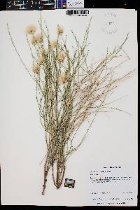 Baccharis wrightii image