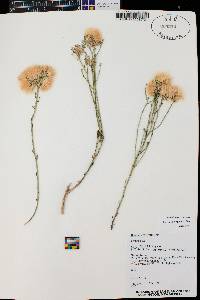 Baccharis wrightii image