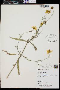 Bidens laevis image