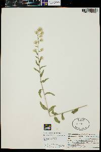 Brickellia brachyphylla image