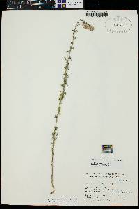 Brickellia brachyphylla image