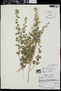 Brickellia californica image