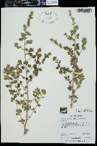 Brickellia californica image