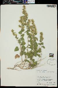 Brickellia californica image