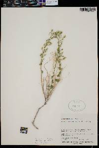 Brickellia microphylla var. scabra image