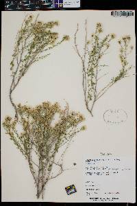 Brickellia microphylla var. scabra image