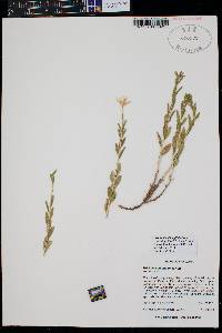 Brickellia oblongifolia var. linifolia image