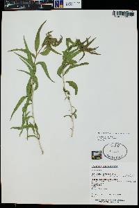 Brickellia longifolia image